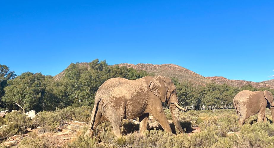 Zuid Afrika safari olifant